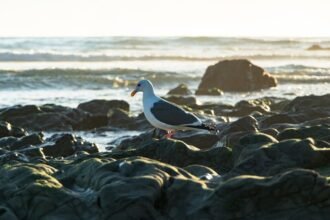 From Waves to Wellness: How Rest Days Elevate Your Surfing Game