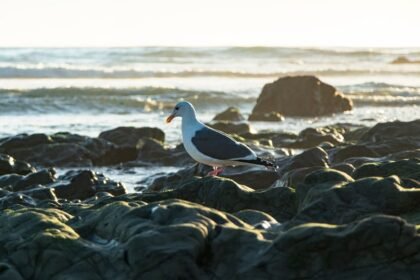 From Waves to Wellness: How Rest Days Elevate Your Surfing Game