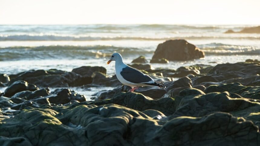 From Waves to Wellness: How Rest Days Elevate Your Surfing Game