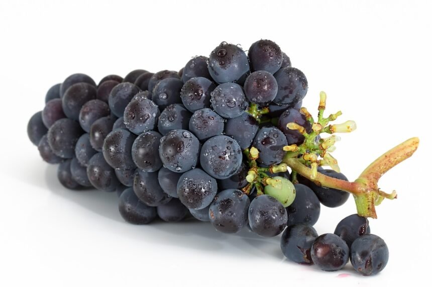 Portugal on a Plate: Exploring Nutritious Coastal Flavors